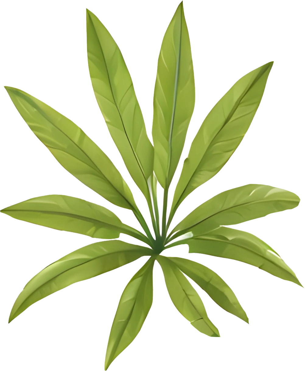 High-Res Leaf PNG Green Foliage Image, Tropical different type exotic leaves set. Jungle plants. Calathea, Monstera and different style of palm leaves_10.webp